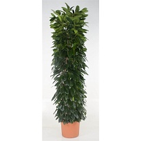 Фикус Циатистипула (колонна) d40 h230 1шт