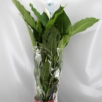 Спатифиллум Лауретта d21 h85 1шт