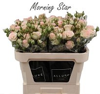 Роза кустовая Morning Star дл.70 10шт