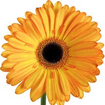 Гербера Catwalk 25 шт