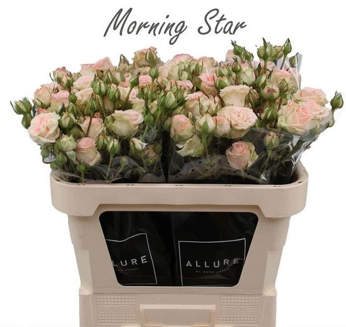 Роза кустовая Morning Star дл.70 10шт