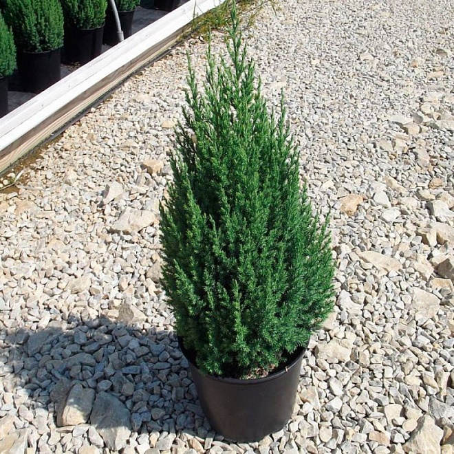 Можжевельник (Juniperus) китайский Стрикта  d9 h30 18шт