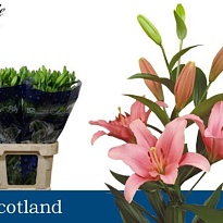 Лилия La Scotland 4+ 10шт