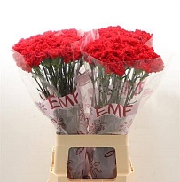 Гвоздика Sparta 20шт