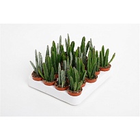 Суккулент Стапеллия микс d5 h15 20шт