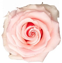 Роза High Conection Unforgiven дл.60 25шт