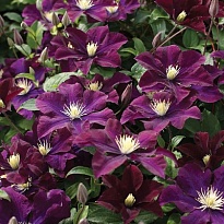 Клематис (Clematis) Варшавска Найк d9 10шт