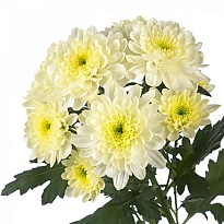 Хризантема кустовая Baltica Cream (A)