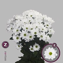 Хризантема кустовая Kennedy Zentoo (а) 5шт