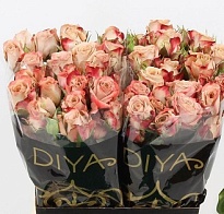 Роза кустовая Cappuccino дл.50 10шт