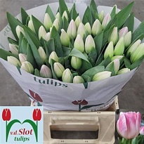 Тюльпан Deborah 10шт