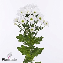 Хризантема кустовая Resq White 5шт