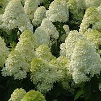 Гортензия (Hydrangea) метельчатая Полар Бир d9 18шт