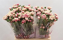 Гвоздика кустовая Spring 10шт