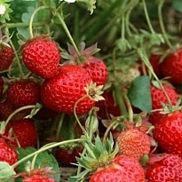 Земляника Гирлянда ремонт. (ОКС) 5шт/кор