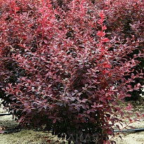 Барбарис (Berberis) отт. Аурикома d9 h20-25 18шт