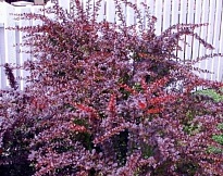 Барбарис (Berberis) тунб. Ред Диджей d9 h25-35 18шт