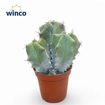 Кактус Риттероцереус Пруиносус d5 h15 20шт