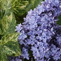 Сирень (Syringa) обыкновенная Аукубафолия d9 18шт