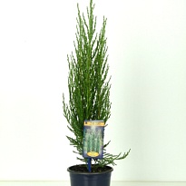 Можжевельник (Juniperus) скал.Блю Эрроу (KV) d13 h55-65 8шт