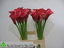 Калла Dark Pink дл.70 10шт