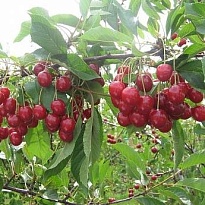 Вишня Богатырка (дюк) (ЗКС) 5л 1шт
