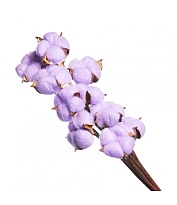 Хлопок сухоцвет, 10шт сиреневый