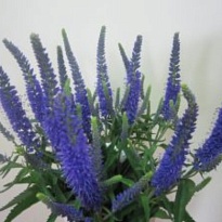 Вероника Skyler Blue 5шт