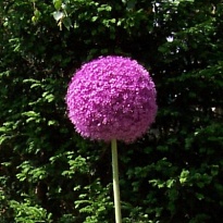 Алиум Giganteum 5шт