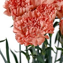 Гвоздика Tamarind 20шт