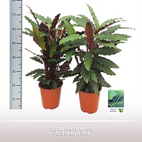 Калатея Вэйвстар d19 h80 5шт