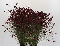 Кровохлёбка 10шт