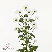 Хризантема сантини Inzell 25шт