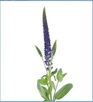 Вероника Blue 5шт