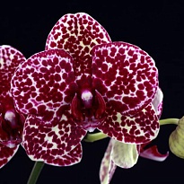 Орхидея Фален. Уайлд Кэт 2ст d12 h70 6шт