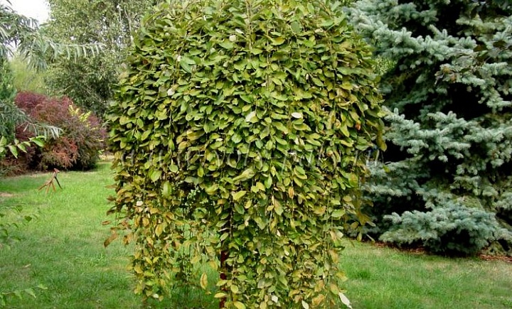 Ива (Salix) козья Килмарнок стем 5л h120 1шт