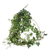 Хедера Грин d13 h30 6шт