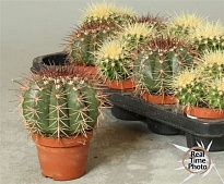 Кактус микс Экстра d10 h15 10шт