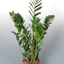 Замиокулькас d19 h65 1шт