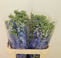 Дельфиниум Do Magic Fountain Blue 10шт