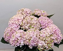 Гортензия Mag Revolution Pink дл.60 d14 1шт