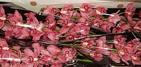 Орхидея Cymbidium Red Dream*4 дл.100 1шт