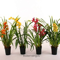 Орхидея Цимбидиум 3 так d14 h85 7шт