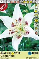 Лилия Центрфолд аз. 12/14 3шт*