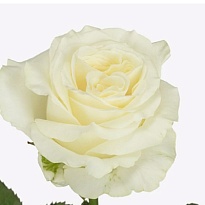 Роза Ivana (Ц) дл.70 10шт