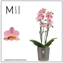Орхидея Фален. Тревизо 2ст d12 h50 6шт