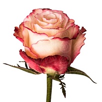 Роза Ross flower Sweetness дл.70 25шт