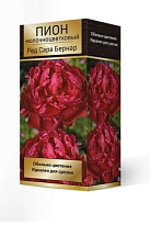 Пион молочноцветковый Ред Сара Бернар 2/3 1шт