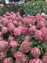 Гортензия (Hydrangea) метельчатая Пиксио 2л h10-15 1шт