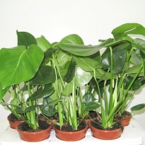 Монстера d14 h55 8шт